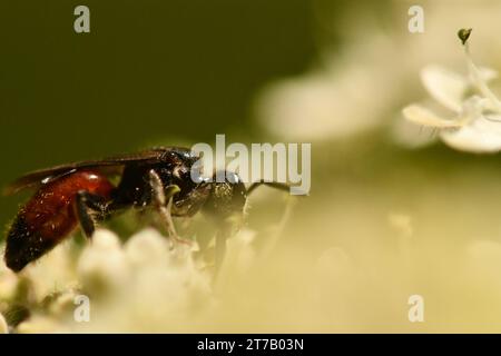 Bug sur une fleur, macrophotographie Banque D'Images