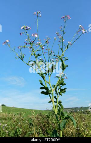 Radis fourragers (Raphanus sativus oleiformis) fleurissant dans une culture de couverture de gibier, Dorset, Royaume-Uni, octobre. Banque D'Images