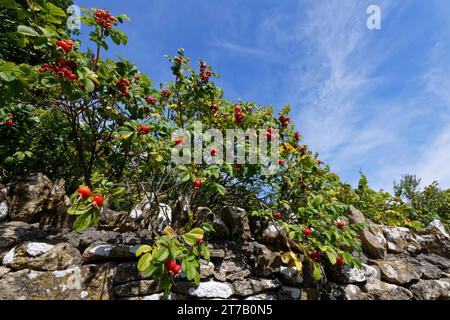 Fruit de brousse de rose japonaise (Rosa rugosa) au-dessus d'un mur de jardin, Wiltshire, Royaume-Uni, septembre. Banque D'Images