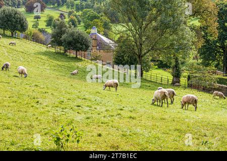 Moutons paissant sur la colline au-dessus de Foxhill House près du hameau Cotswold de Hawling Lodge, Hawling, Gloucestershire, Angleterre Royaume-Uni Banque D'Images