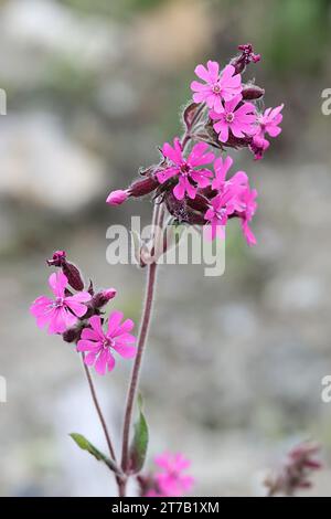 Silene dioica, communément appelé campion rouge ou mouche rouge, plante sauvage de Finlande Banque D'Images