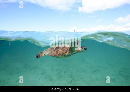 Hawaiian Green Sea Turtle nageant au large de la côte d'Oahu dans le magnifique océan Pacifique avec snorkeler en arrière-plan Banque D'Images