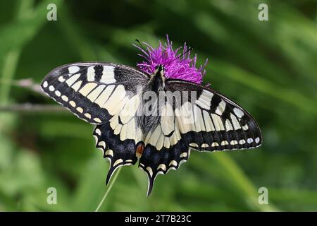 Papilio machaon, communément connu sous le nom de queue d'aronde ou queue d'aronde du vieux monde, se nourrissant de chardon mélancolique en Finlande Banque D'Images