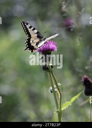 Papilio machaon, communément connu sous le nom de queue d'aronde ou queue d'aronde du vieux monde, se nourrissant de chardon mélancolique en Finlande Banque D'Images