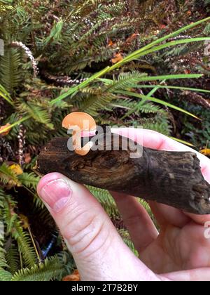 Seattle, États-Unis. 11 octobre 2023. Champignons sauvages de la PNW. Banque D'Images