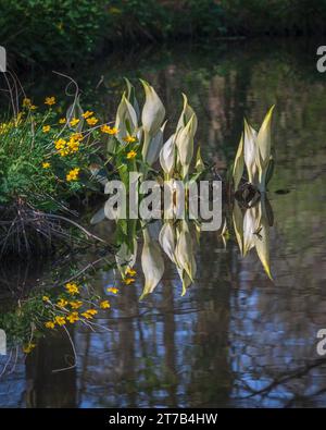 Vue sur les lacs et les plantes à Longstock Water Gardens, Stockbridge, Hampshire, Angleterre, Royaume-Uni par un jour de printemps lumineux. Banque D'Images