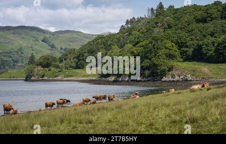 Pâturage du bétail des Highlands dans les Highlands de l'Ouest. Banque D'Images
