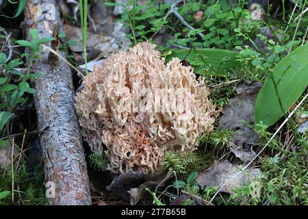 Ramaria botrytis, communément connu sous le nom de corail groupé, champignon de corail à pointe rose, ou corail chou-fleur, champignon sauvage de Finlande Banque D'Images
