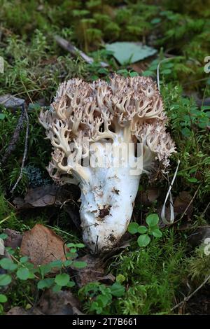 Ramaria botrytis, communément connu sous le nom de corail groupé, champignon de corail à pointe rose, ou corail chou-fleur, champignon sauvage de Finlande Banque D'Images