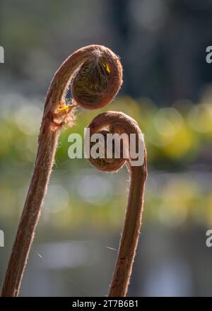 Vue sur les lacs et les plantes à Longstock Water Gardens, Stockbridge, Hampshire, Angleterre, Royaume-Uni par un jour de printemps lumineux. Banque D'Images