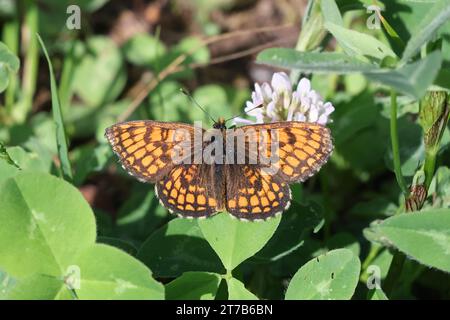 Heath fritillary, Melitaea athalia, papillon de Finlande Banque D'Images