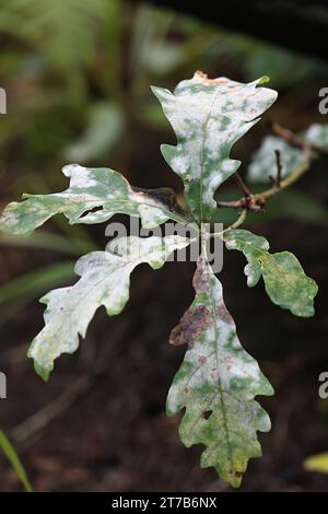 L'oïdium du chêne, Erysiphe alphitoides, infectant les feuilles de chêne en Finlande Banque D'Images