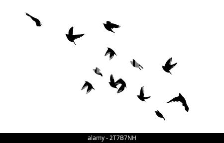 La silhouette des oiseaux volants afflue. dessin à la main. Pas IA. Illustration vectorielle Illustration de Vecteur