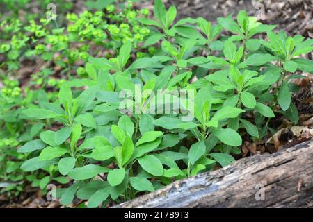 Au printemps dans la forêt dans la nature pousse des laits (Euphorbia amygdaloides) Banque D'Images