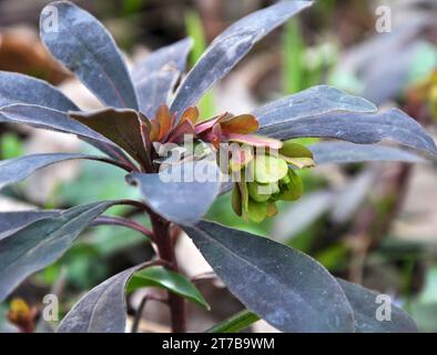 Au printemps dans la forêt dans la nature pousse des laits (Euphorbia amygdaloides) Banque D'Images