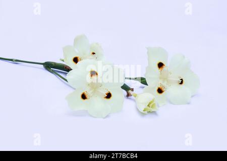 Africains iris, Dietes bicolor sur fond blanc Banque D'Images