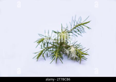 Feuilles et fleurs de 'Tea Tree' (Melaleuca alternifolia) sur fond blanc Banque D'Images