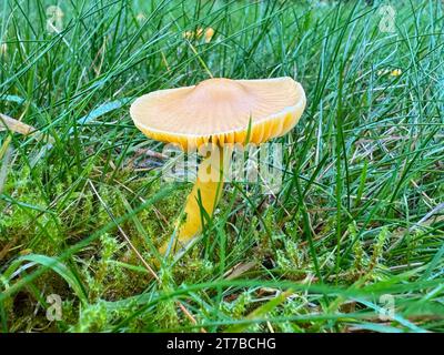 Champignon doré Waxcap (Hygrocybe chlorophana) poussant dans l'herbe verte par une journée humide d'automne, Angleterre, Royaume-Uni Banque D'Images