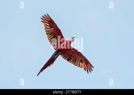 Vue à faible angle d'un macaw en vol, Indonésie Banque D'Images