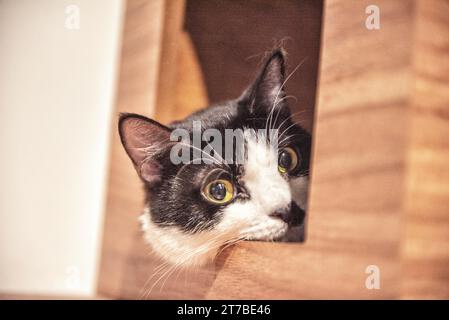 Gros plan d'un chat noir et blanc jetant un coup d'œil par une fenêtre Banque D'Images