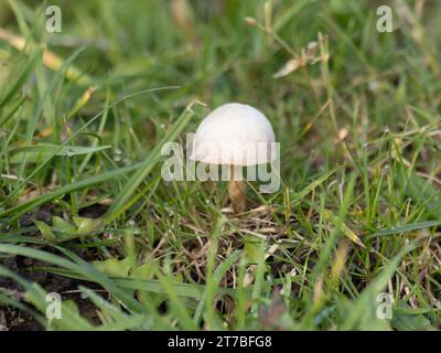 Champignon Cuphophyllus virgineus, communément connu sous le nom de coiffe de cire enneigée. Banque D'Images