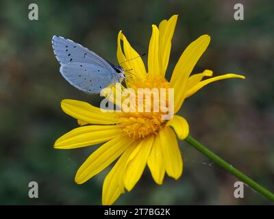 Papillon bleu houx (Celastrina argiolus) sur Marguerite jaune et vu de profil Banque D'Images