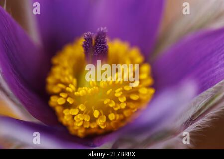 Image macro d'une fleur de Pulsatilla vulgaris. Banque D'Images