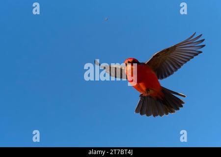 Vol rouge vif - Vermillion Flycatcher Banque D'Images