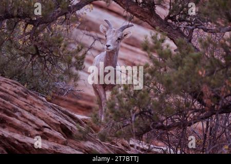 Le mouton bighorn du désert de Zion Banque D'Images