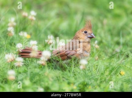 Gros plan de très jeune oiseau Cardinal Rouge dans l'herbe au milieu des fleurs de trèfle Banque D'Images