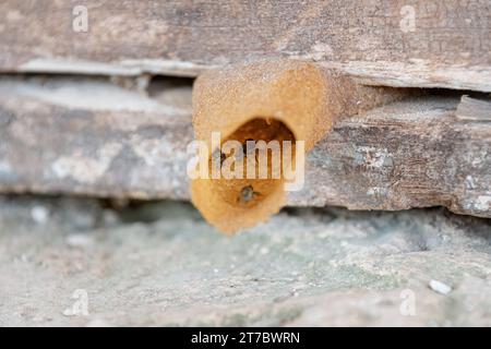 Plan rapproché de l'entrée d'un nid d'abeilles melipona sur le tronc d'un arbre. Cet insecte produit du miel, du pollen et de la propolis de haute qualité pour la médicine Banque D'Images