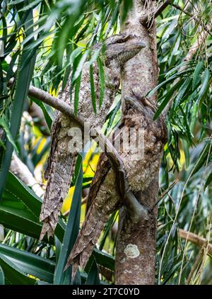 Une paire de mouths papous (Podargus papuensis) perchés sur une branche. Queensland, Australie. Banque D'Images