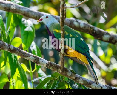 Une Colombe aux fruits (Ptilinopus magnificus) colorée perchée sur une branche. Queensland, Australie. Banque D'Images