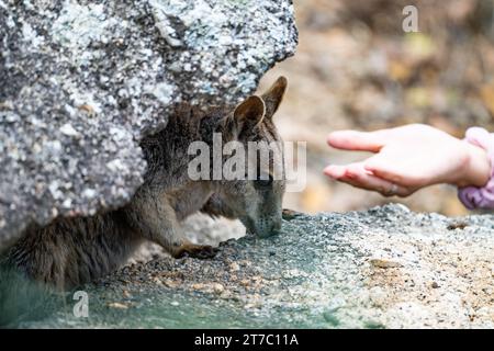 Un rocher-wallaby de mareeeba (Petrogale mareeba) se cachant sous un rocher. Queensland, Australie. Banque D'Images