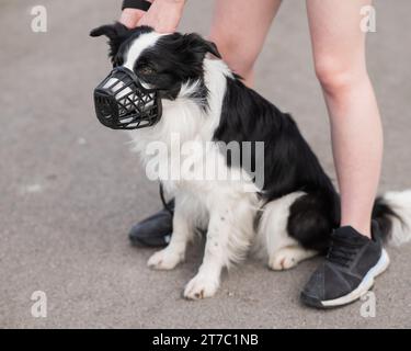 Femme marche 2 chiens. Gros plan des jambes de femmes, bordure de collie et taureau terrier dans les muzzles et sur les laisses lors d'une promenade à l'extérieur. Banque D'Images