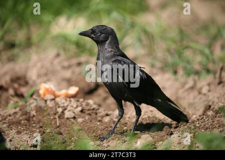 Le vacarme de l'Ouest (Corvus monedula) naissant à la recherche de nourriture, Allgaeu, Bavière, Allemagne Banque D'Images