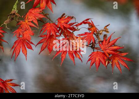 Érable japonais (Acer palmatum Trompenburg), feuillage d'automne, Emsland, Basse-Saxe, Allemagne Banque D'Images