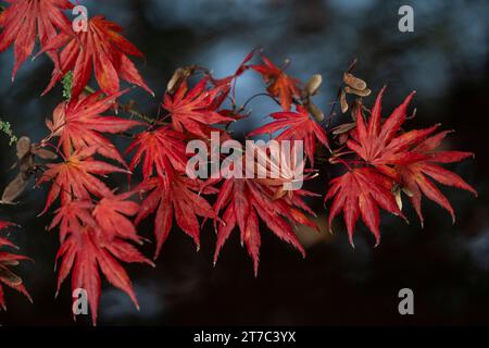 Érable japonais (Acer palmatum Trompenburg), feuillage d'automne, Emsland, Basse-Saxe, Allemagne Banque D'Images