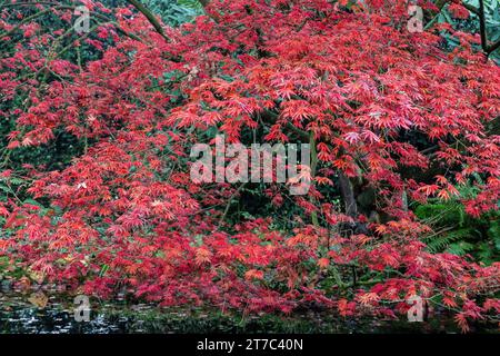 Érable japonais (Acer palmatum Trompenburg), feuillage d'automne, Emsland, Basse-Saxe, Allemagne Banque D'Images