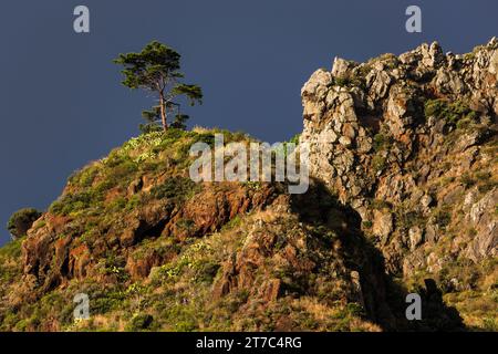 Roches de lave altérées sur les falaises, envahis de plantes, près de Paul do Mar, Madère, Portugal Banque D'Images