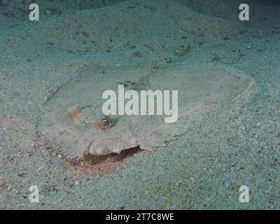 La plie de paon bien camouflée (Bothus mancus) dans le sable. Site de plongée Sodwana Bay National Park, Maputaland Marine Reserve, KwaZulu Natal, Sud Banque D'Images