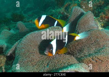 Une paire de corégone d'Allard (Amphiprion allardi) dans son anémone de mer, l'anémone de tapis. Site de plongée Aliwal Shoal, Umkomaas, KwaZulu Natal, Afrique du Sud Banque D'Images