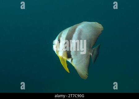 Poisson de batte à palangre (Platax teira) devant un fond monochrome, détachable. Site de plongée Aliwal Shoal, Umkomaas, KwaZulu Natal, Afrique du Sud Banque D'Images