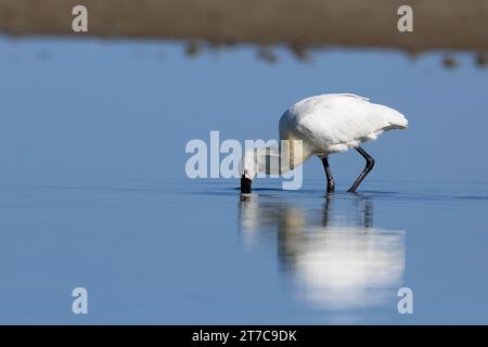 Spatule (Platalea leucorodia), animal à la recherche de nourriture, animal debout en eau peu profonde, animal en plumage reproductif, mer des Wadden de Basse-Saxe Banque D'Images