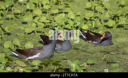 Trois oiseaux gallinules communs, Gallinula galeata, nageant dans l'eau couverte d'algues d'un étang. Banque D'Images