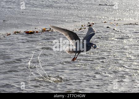 Mouette juvénile jouant avec une balle de golf au lac Burnaby, Burnaby, C.-B., Canada. Banque D'Images