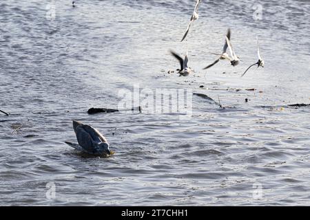 Une mouette juvénile jouant avec une feuille, et un groupe de dowitchers volants à long bec au lac Burnaby, Burnaby, C.-B., Canada. Banque D'Images