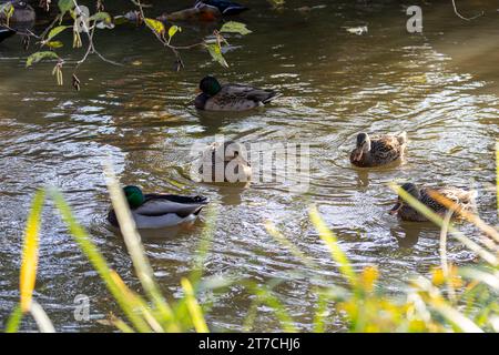 Colverts et canards mâles et femelles nageant à contre-courant d'un ruisseau se jetant dans le lac Burnaby à Burnaby, Colombie-Britannique, Canada. Banque D'Images