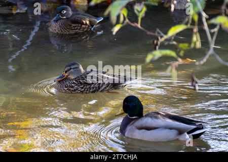 Colverts et canards mâles et femelles nageant à contre-courant d'un ruisseau se jetant dans le lac Burnaby à Burnaby, Colombie-Britannique, Canada. Banque D'Images