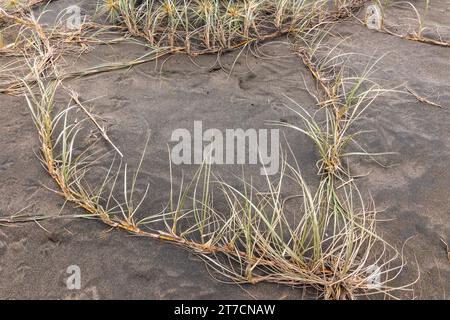 Herbe pingao en forme de coeur sur sable noir à Piha Beach, Nouvelle-Zélande. Banque D'Images